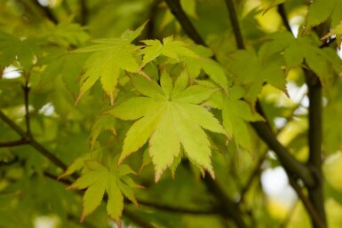 Acer palmatum 'Summer Gold' C3 40-50