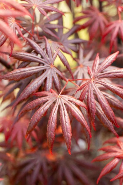Acer palmatum 'Trompenburg' C3 30-40