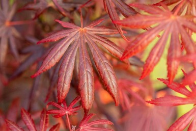 Acer palmatum 'Trompenburg' C3 30-40