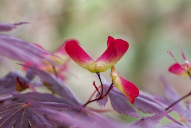 Acer palmatum 'Trompenburg' C3 30-40