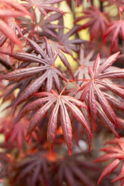 Acer palmatum 'Trompenburg' C10 60-70