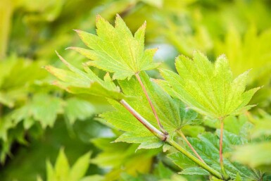 Acer shirasawanum 'Aureum' C3 25-30
