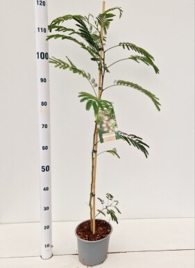Albizia julibrissin struik 100-125 cm