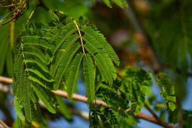 Albizia julibrissin 'Ombrella' C5 50-60
