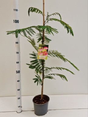 Albizia julibrissin 'Ombrella' struik 80-100 cm