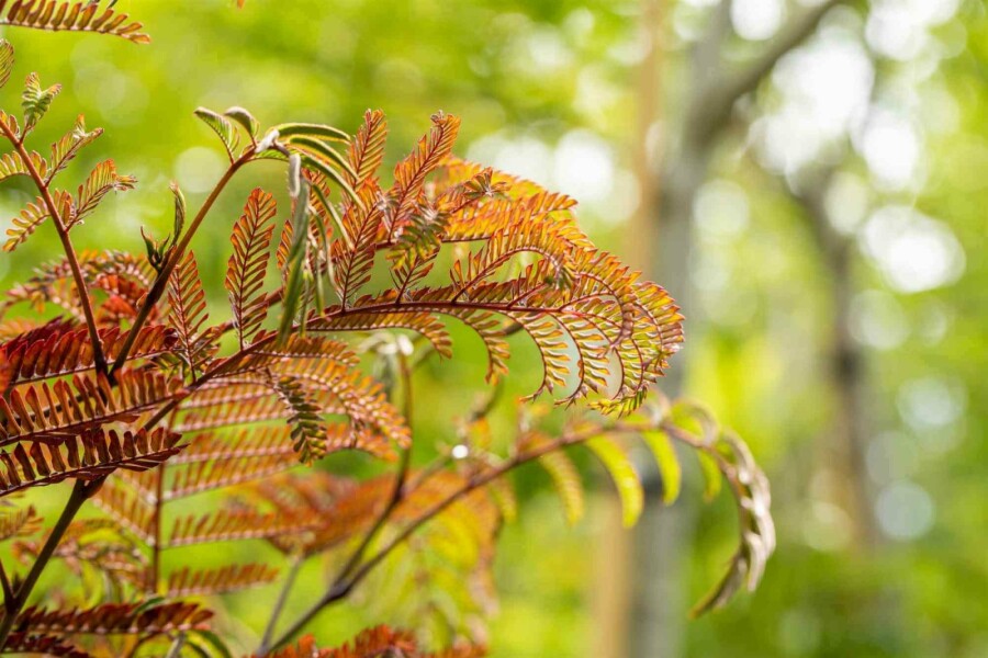 Perzische slaapboom Albizia julibrissin 'Summer Chocolate' struik 50-60 C5 Albizia julibrissin 'Summer Chocolate' struik 50-60 cm