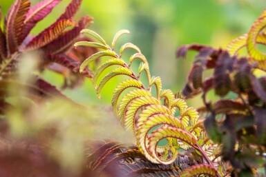 Albizia julibrissin 'Summer Chocolate' C5 50-60