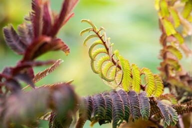 Albizia julibrissin 'Summer Chocolate' C5 50-60