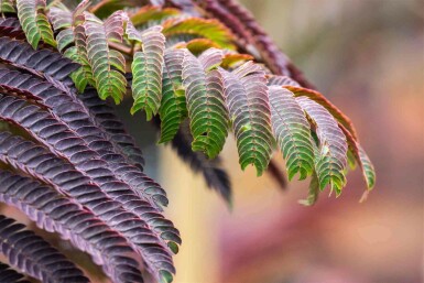 Albizia julibrissin 'Summer Chocolate' C5 50-60
