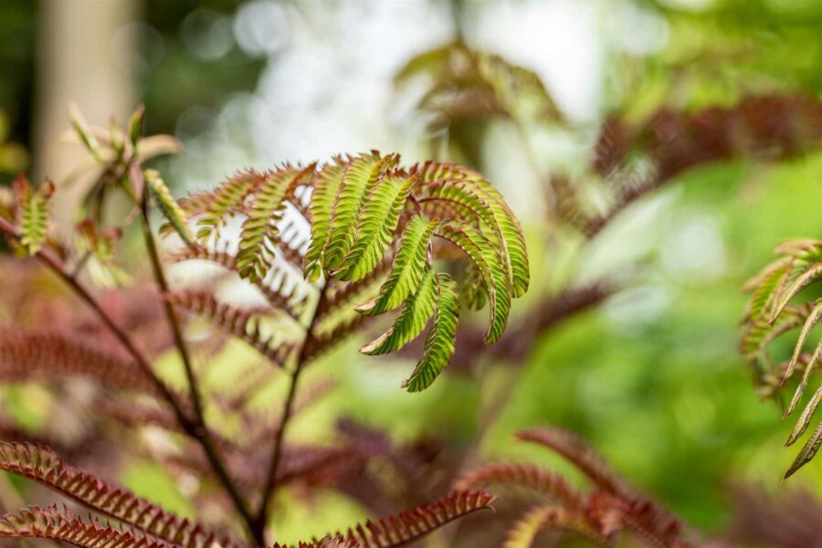 Perzische slaapboom Albizia julibrissin 'Summer Chocolate' struik 80-100 C3 Albizia julibrissin 'Summer Chocolate' struik 80-100 cm