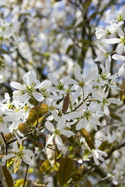 Amelanchier spicata C6,5 60-80