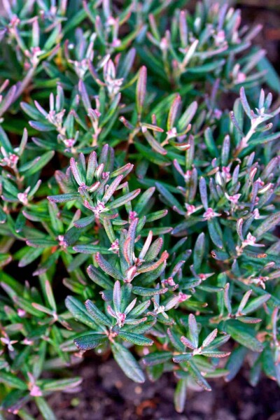Andromeda polifolia 'Blue Ice' C2 20-25