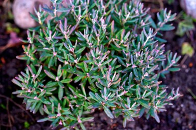 Andromeda polifolia 'Blue Ice' C2 20-25