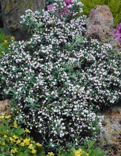 Andromeda polifolia 'Compacta' C2 20-25