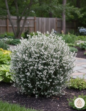 Andromeda polifolia 'Compacta' struik 20-25 cm