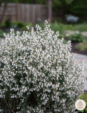 Andromeda polifolia 'Compacta' struik 20-25 cm