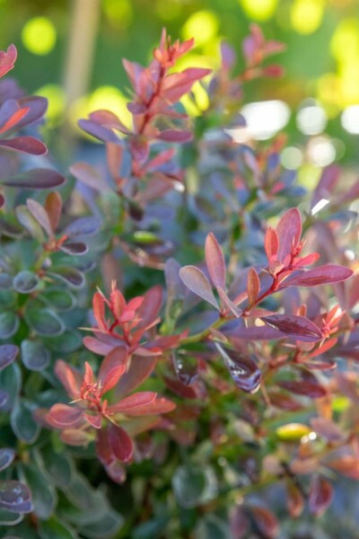 Berberis thunbergii 'Bagatelle' C2 20-30