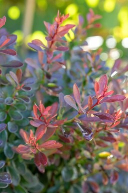 Berberis thunbergii 'Bagatelle' C2 20-30