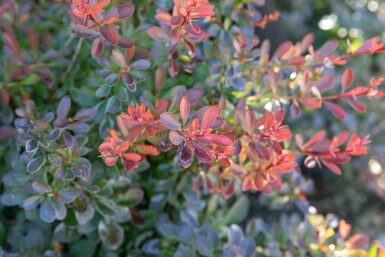 Berberis thunbergii 'Bagatelle' C2 20-30