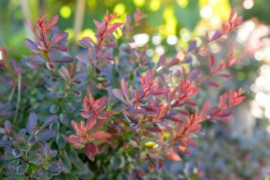 Berberis thunbergii 'Bagatelle' C2 20-30