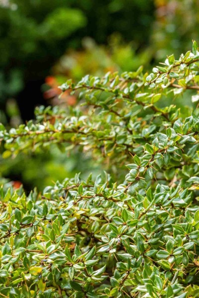 Zuurbes Berberis verruculosa struik 30-40 C3 Berberis verruculosa struik 30-40 cm