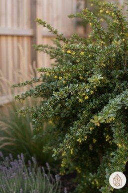 Berberis verruculosa struik 30-40 cm