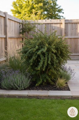 Berberis verruculosa struik 30-40 cm