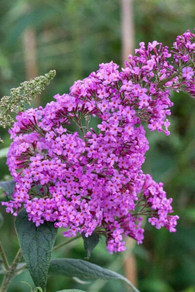 Buddleja davidii 'Border Beauty' C2 30-40