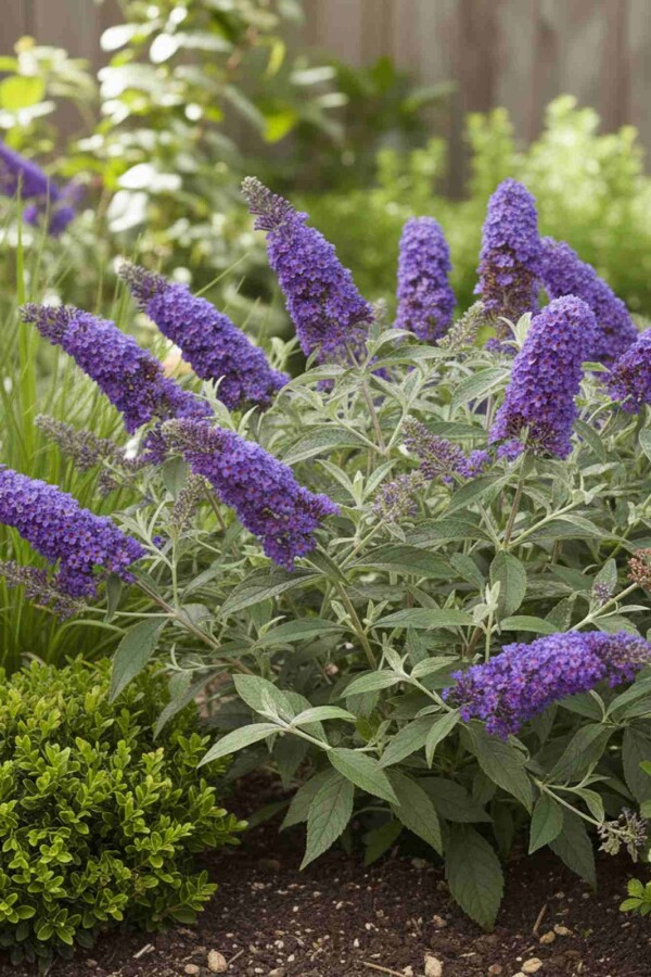 Vlinderstruik Buddleja davidii 'Free Petite Blue Heaven' struik 20-25 C2 Buddleja davidii 'Free Petite Blue Heaven' struik 20-25 cm