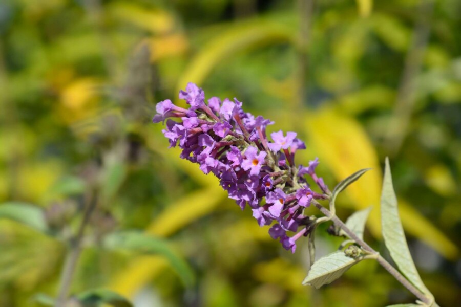 Vlinderstruik Buddleja davidii 'Free Petite Dark Pink' struik 30-40 C2 Buddleja davidii 'Free Petite Dark Pink' struik 30-40 cm