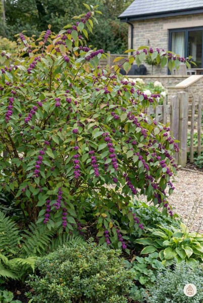 Callicarpa bodinieri 'Profusion' struik 100-125 cm