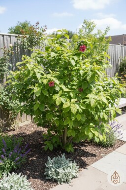 Calycanthus floridus struik 40-50 cm