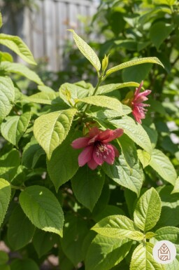 Calycanthus floridus struik 40-50 cm