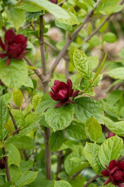 Specerijstruik Calycanthus 'Hartlage Wine' struik 40-50 C3 Calycanthus 'Hartlage Wine' struik 40-50 cm