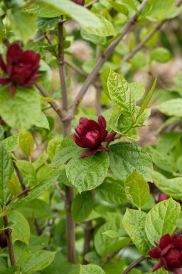 Specerijstruik Calycanthus 'Hartlage Wine' struik 40-50 C3 Calycanthus 'Hartlage Wine' struik 40-50 cm