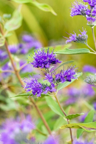 Caryopteris clandonensis 'Heavenly Blue' C2 30-40