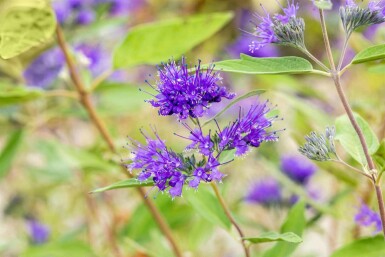 Blauwe baardbloem Caryopteris clandonensis 'Heavenly Blue' struik 30-40 C2 Caryopteris clandonensis 'Heavenly Blue' struik 30-40 cm