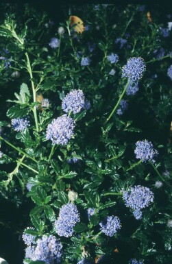 Amerikaanse sering Ceanothus 'Blue Mound' struik Ceanothus 'Blue Mound' struik