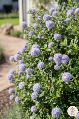 Ceanothus 'Blue Mound' struik