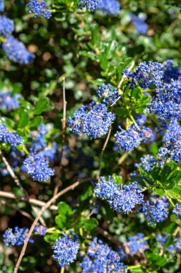 Amerikaanse sering Ceanothus 'Blue Sapphire' struik 25-30 C3 Ceanothus 'Blue Sapphire' struik 25-30 cm