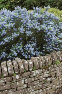 Amerikaanse sering Ceanothus burkwoodii struik 40-50 C3 Ceanothus burkwoodii struik 40-50 cm