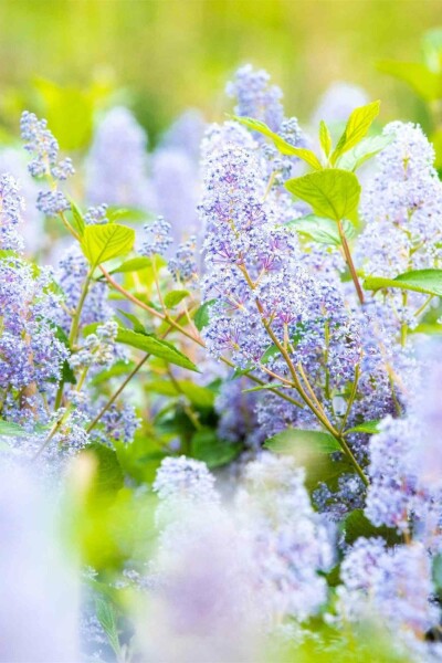 Ceanothus 'Gloire de Versailles' C2 30-40