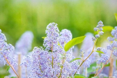 Ceanothus 'Gloire de Versailles' C2 30-40