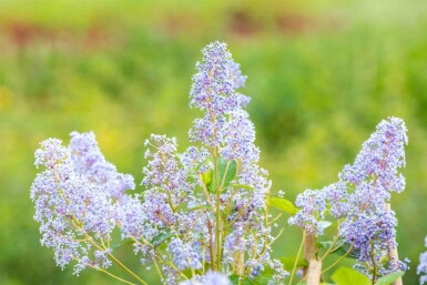 Ceanothus 'Gloire de Versailles' C2 30-40