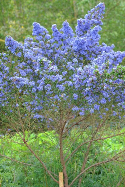 Ceanothus 'Puget Blue' C2 20-30