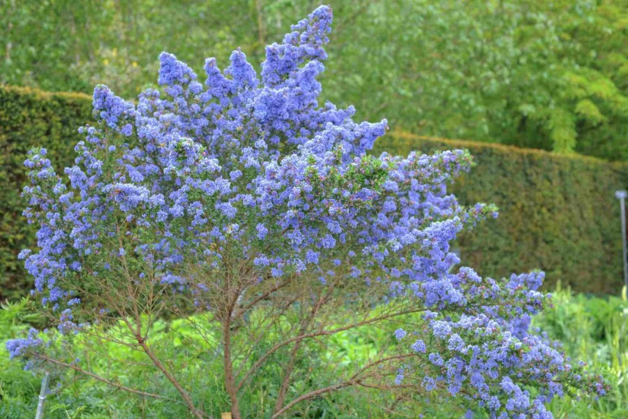 Amerikaanse sering Ceanothus 'Puget Blue' struik 20-30 C2 Ceanothus 'Puget Blue' struik 20-30 cm