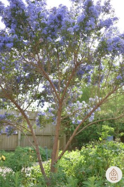 Ceanothus 'Puget Blue' struik 20-30 cm