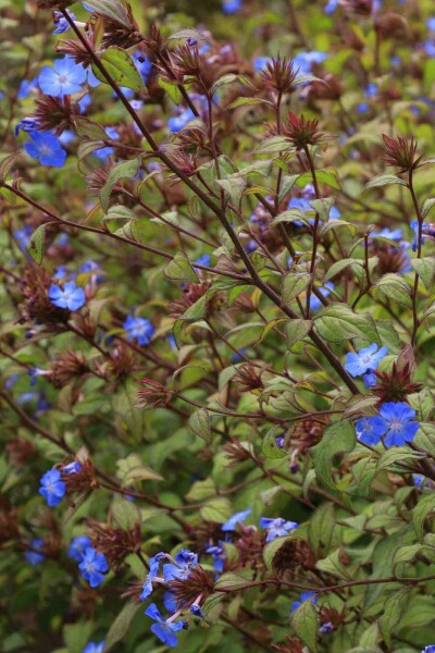 Ceratostigma willmottianum C3 30-40