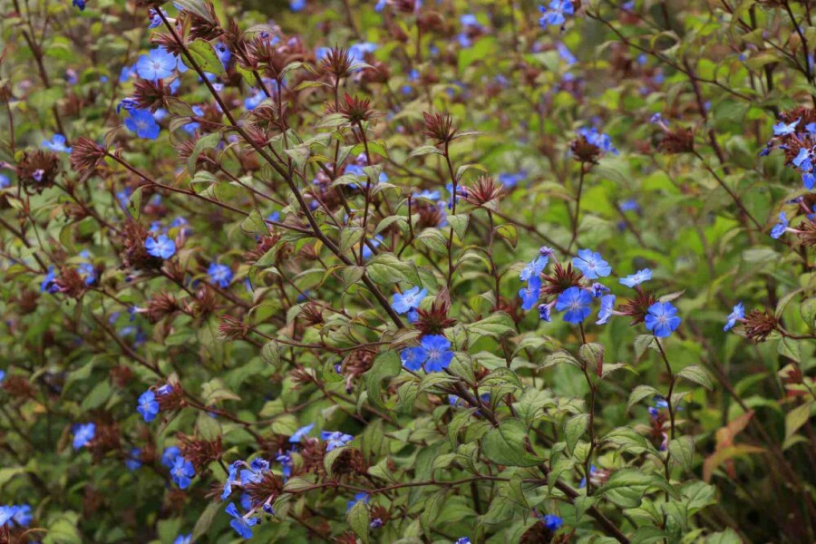 Chinese loodkruid Ceratostigma willmottianum struik 30-40 C3 Ceratostigma willmottianum struik 30-40 cm