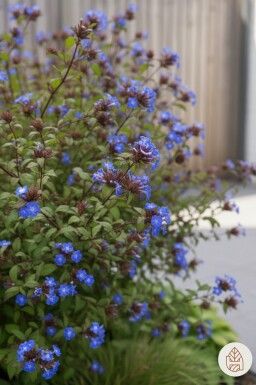 Ceratostigma willmottianum struik 30-40 cm